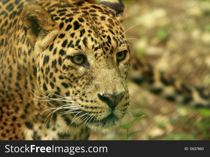 Leopard - the charismatic face and ferocious eye