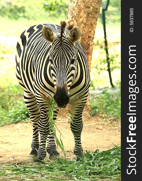 Zebra in the meadow. This image is all about the pattern and a moment.