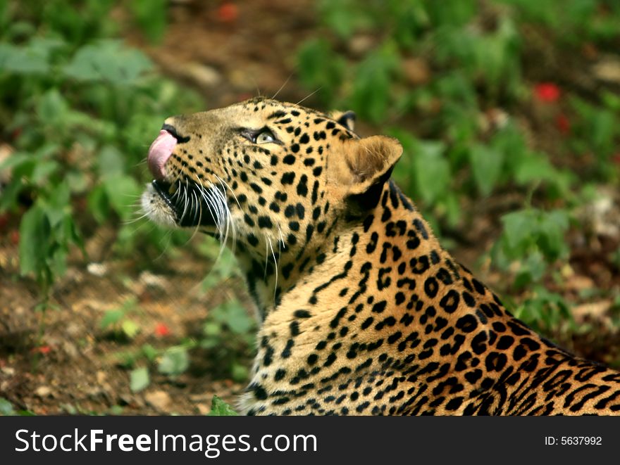 Leopard - the charismatic face and ferocious eye