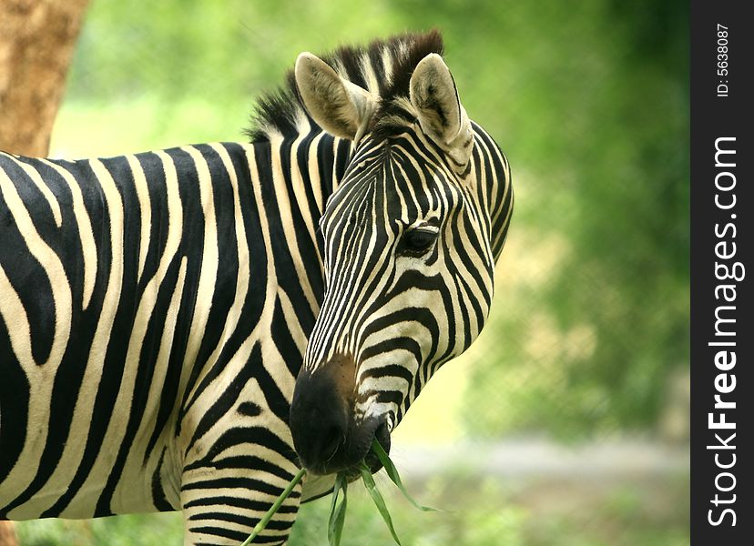 Zebra in the meadow. This image is all about the pattern and a moment.