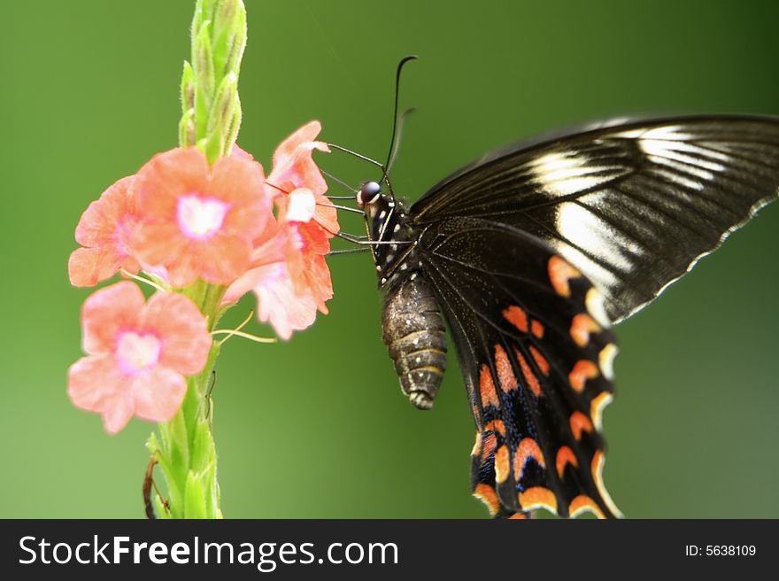 Black and Orange Butterfly on the flower, sucking nectar