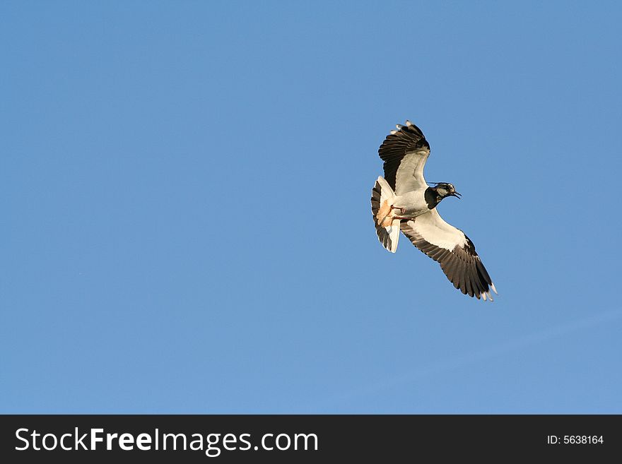 Lapwing flying in the blue sky. Lapwing flying in the blue sky