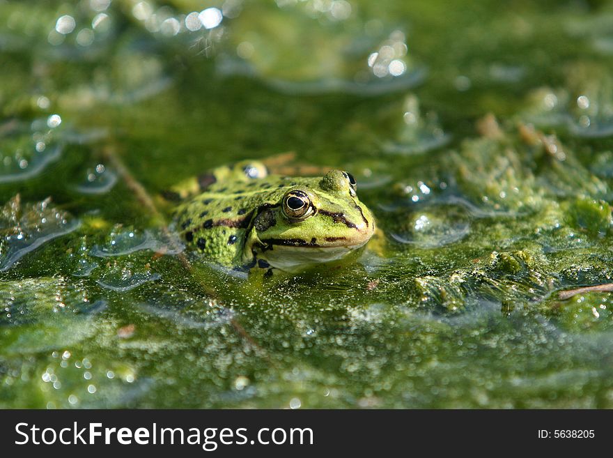 Frog in pond with green alga