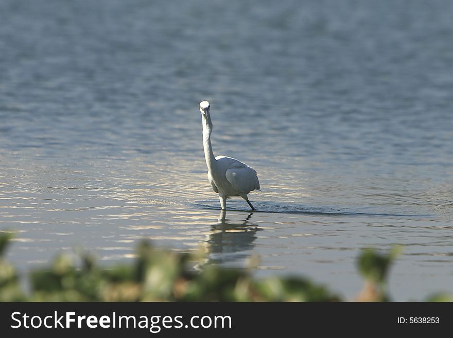 A Egret coming out of water