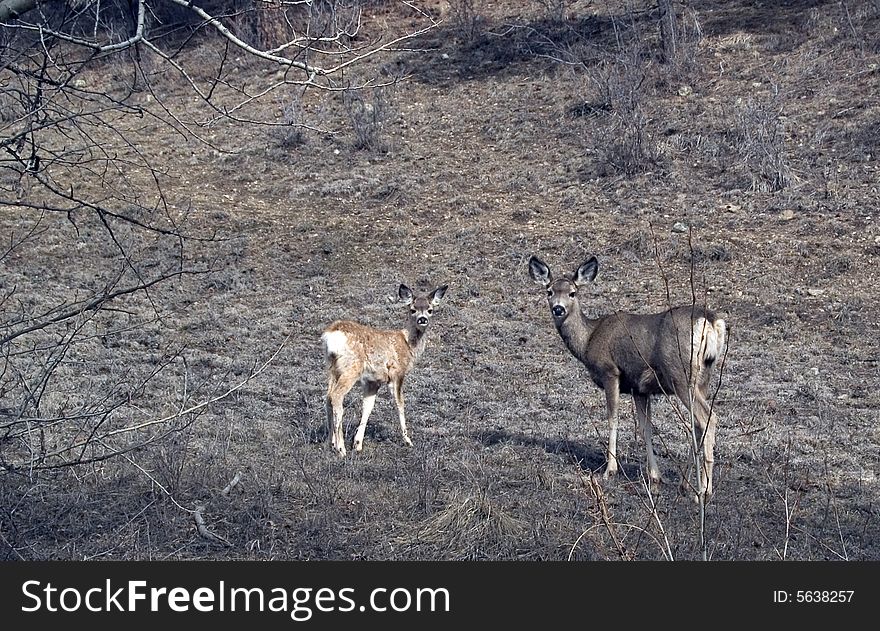 Doe and Faun in Dunraven Glade framed by branches near Glen Haven, Colorado. Doe and Faun in Dunraven Glade framed by branches near Glen Haven, Colorado.