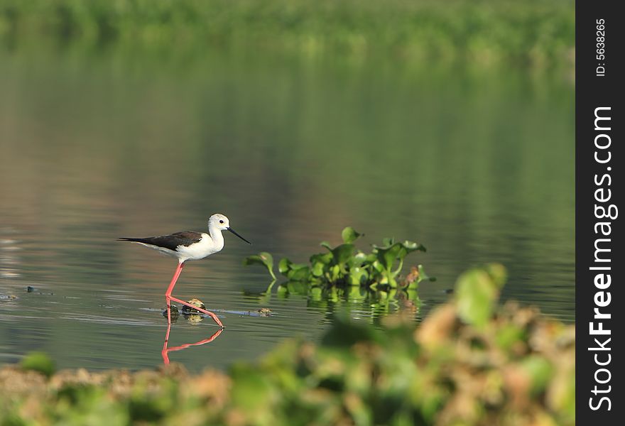 Spotted Sandpiper in river, reflection is also visible
