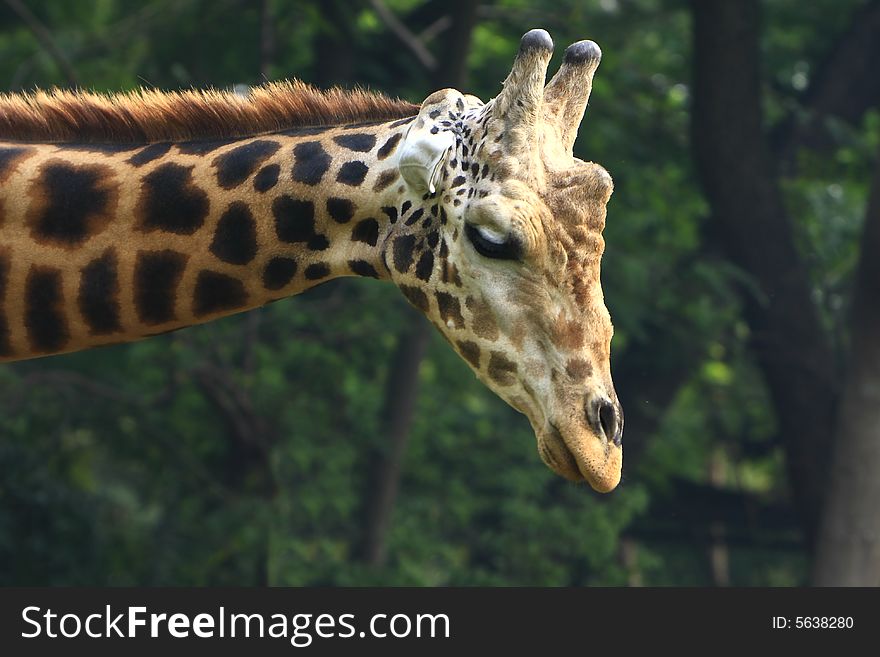 Giraffe in the savanna, long neck and curious face