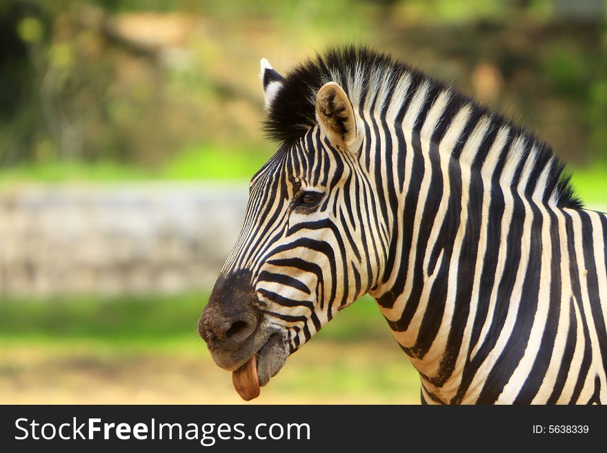 Zebra in the meadow. This image is all about the pattern and a moment.