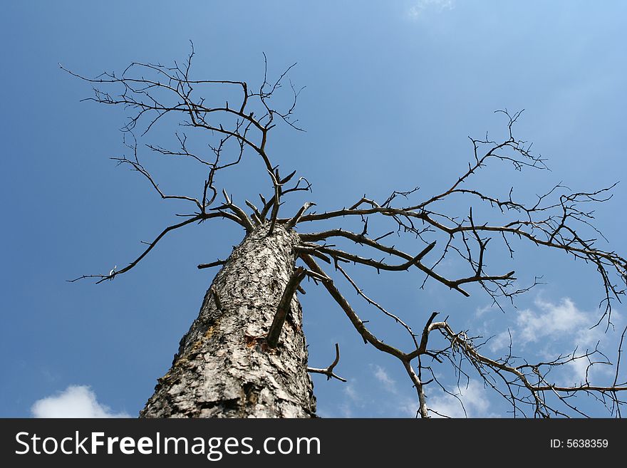 Dead tree with blue sky