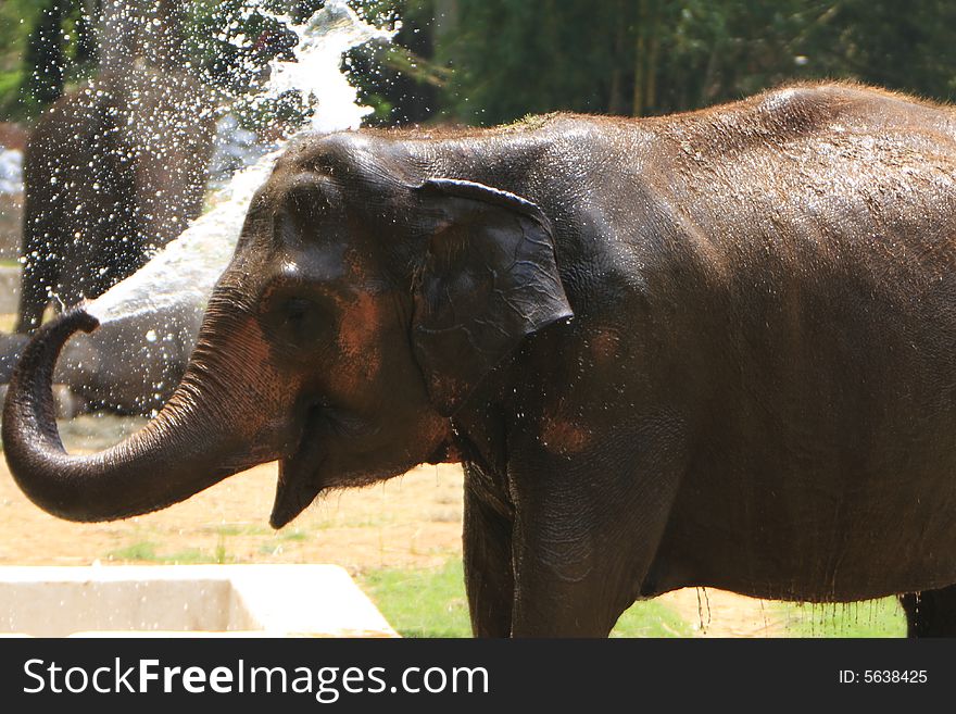 A hot summer afternoon, and this elephant was thirsty, and playing with water