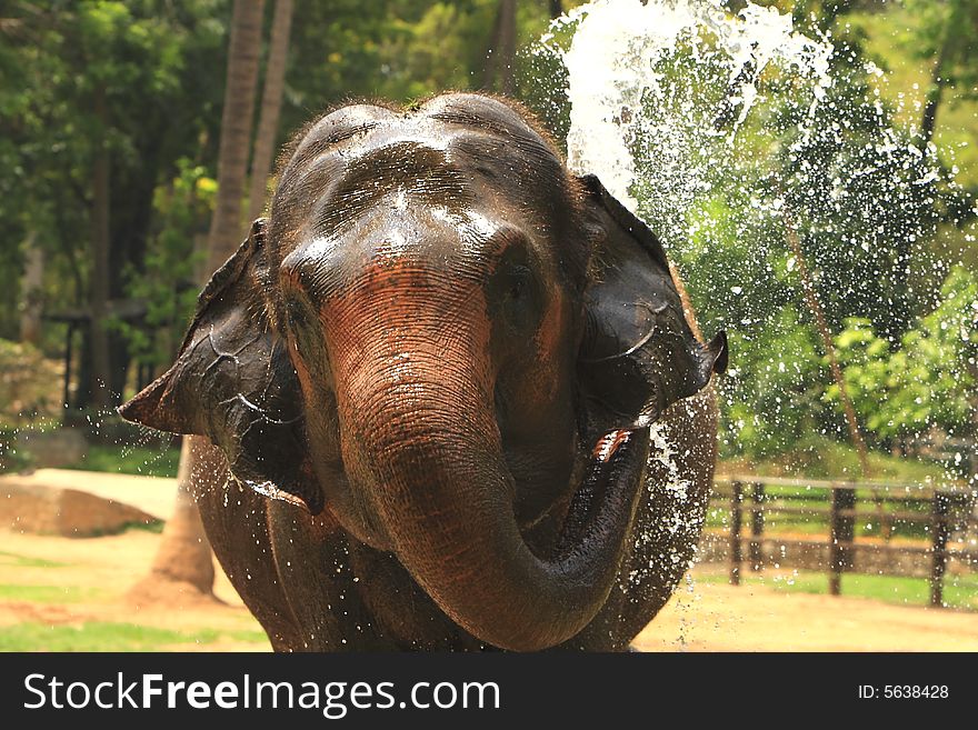 A hot summer afternoon, and this elephant was thirsty, and playing with water