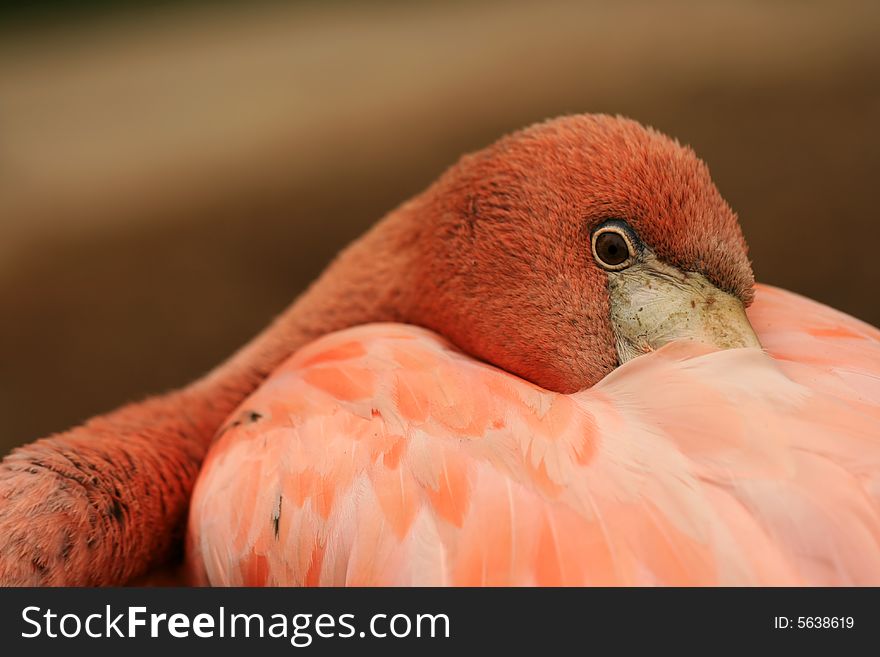 Closeup of flamingo