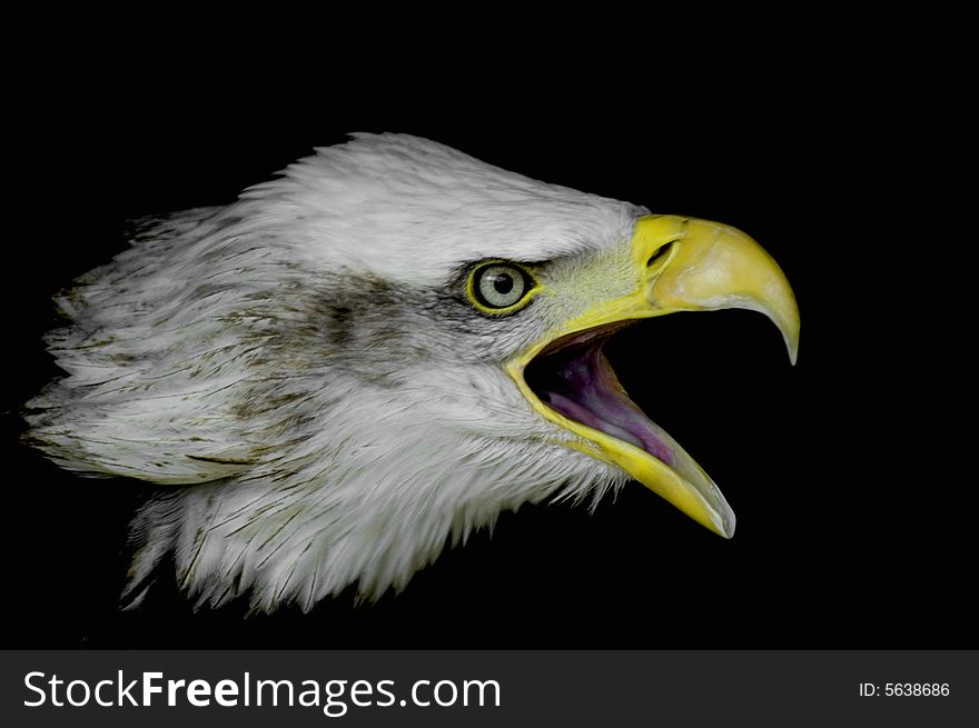 Bald Eagle