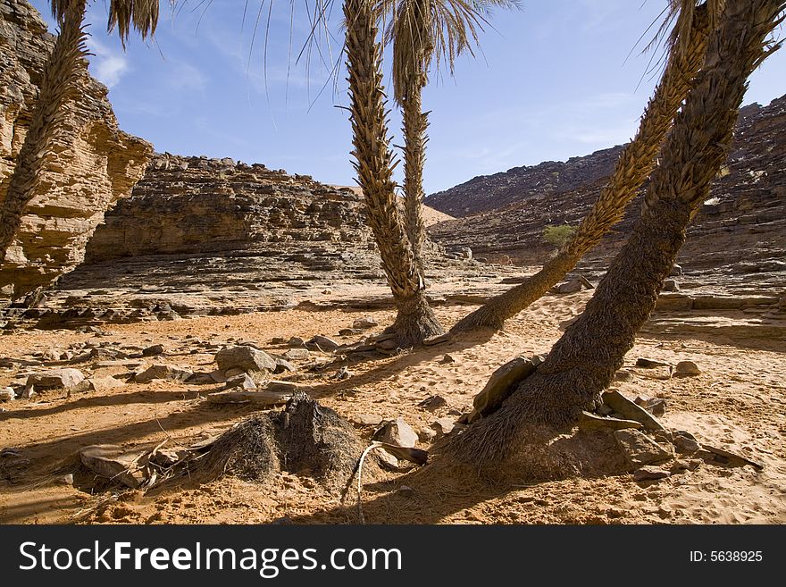 Small oasis on Sahara desert