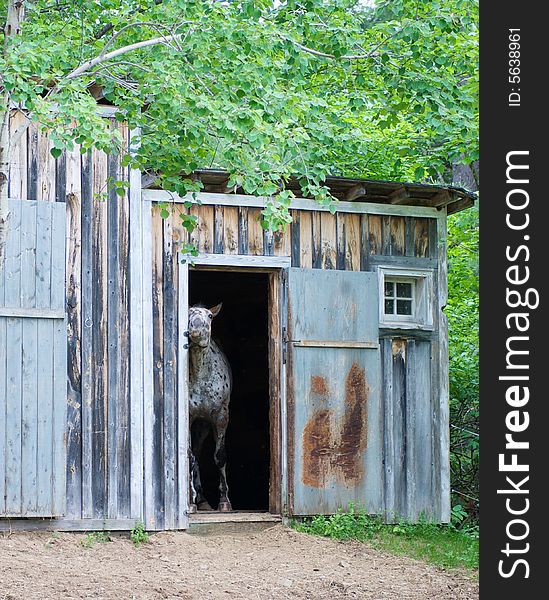 Horse standing in a stable on a hobby farm scratching against side. Horse standing in a stable on a hobby farm scratching against side