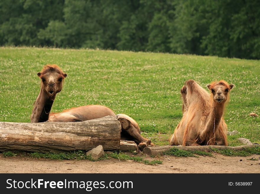 Two lazy camels sitting and relaxing on green grass