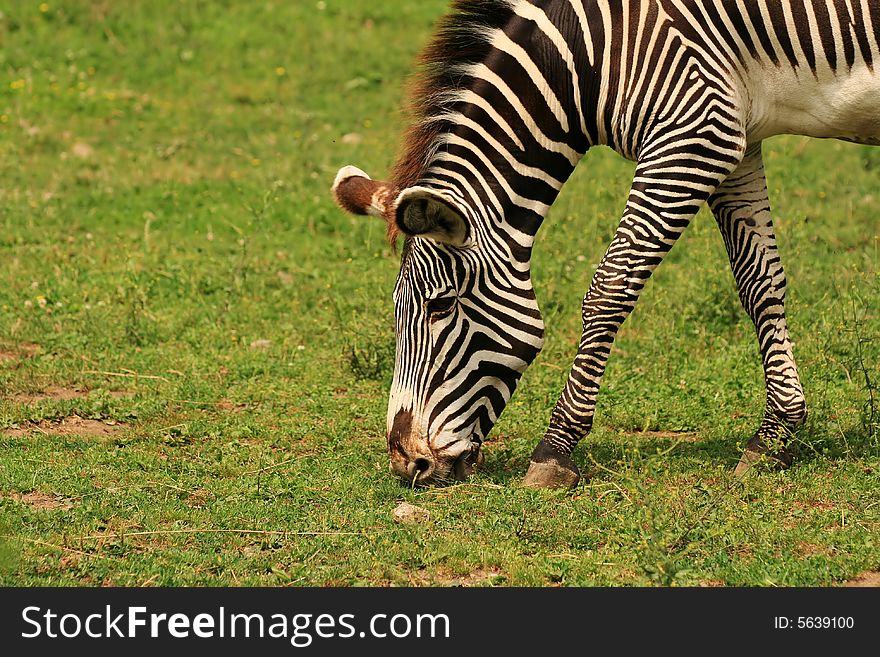 Closeup of zebra eating fresh grass