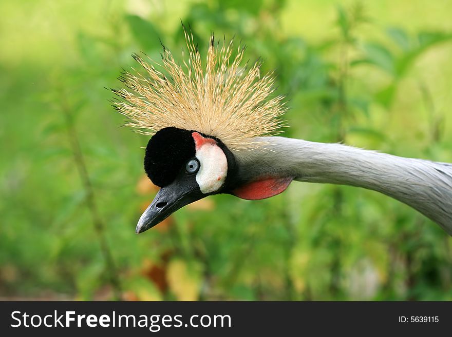 Portrait of colorful unkempt bird. Portrait of colorful unkempt bird