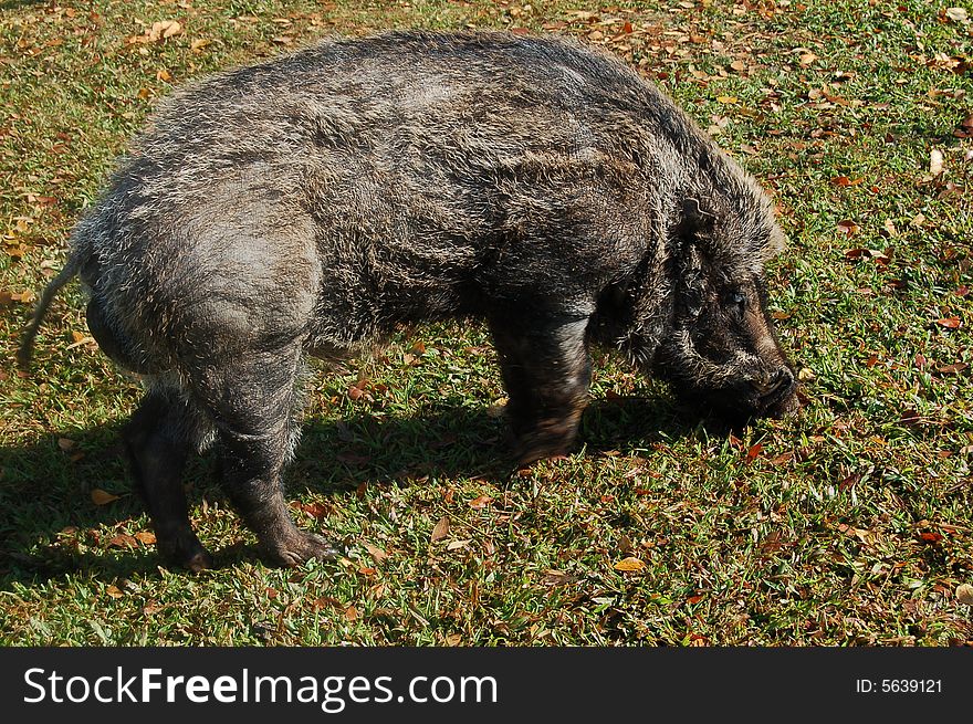 A boar on the grassplot