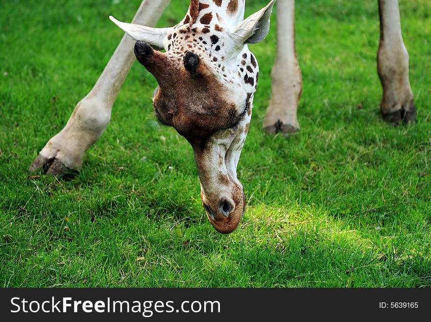 Eating giraffe - closeup