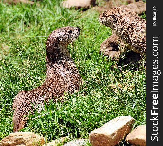 Pictures with two otters in the grass