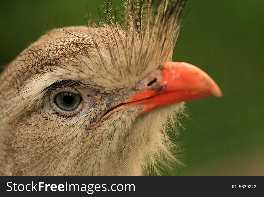 Portrait of beautiful hairy bird. Portrait of beautiful hairy bird