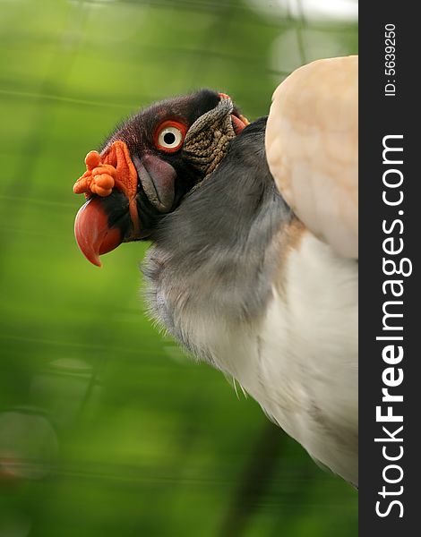 Portrait of vulture with red beak