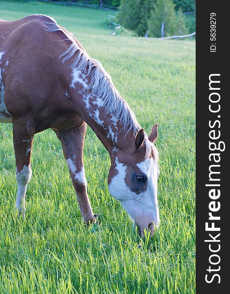 Beautiful horse grazing in field on a hobby farm. Beautiful horse grazing in field on a hobby farm