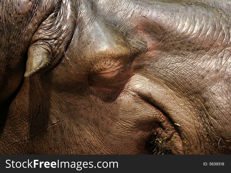 Close-up of sleeping hippo