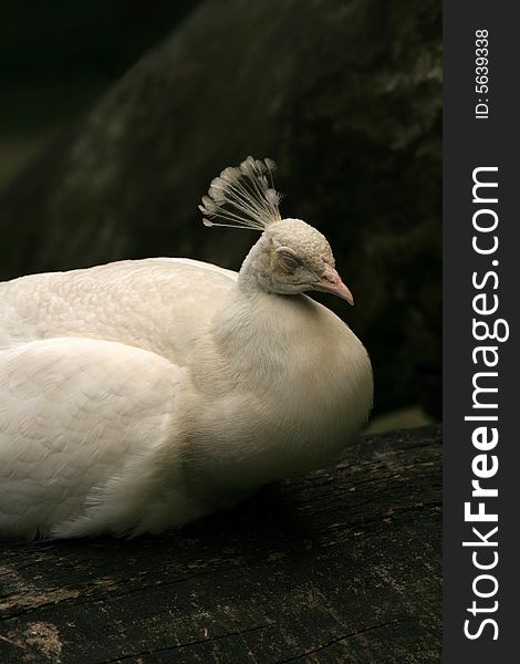 Sleeping white peacock sitting on trunk. Sleeping white peacock sitting on trunk