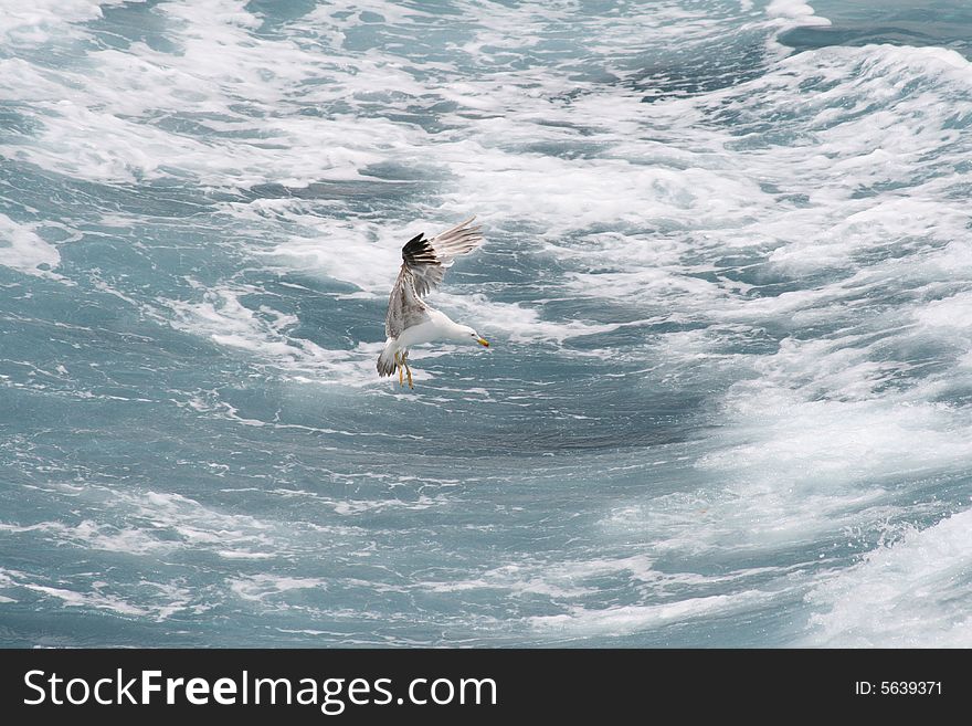 A Seagull Hovering over the Sea, off Sardinia. A Seagull Hovering over the Sea, off Sardinia.