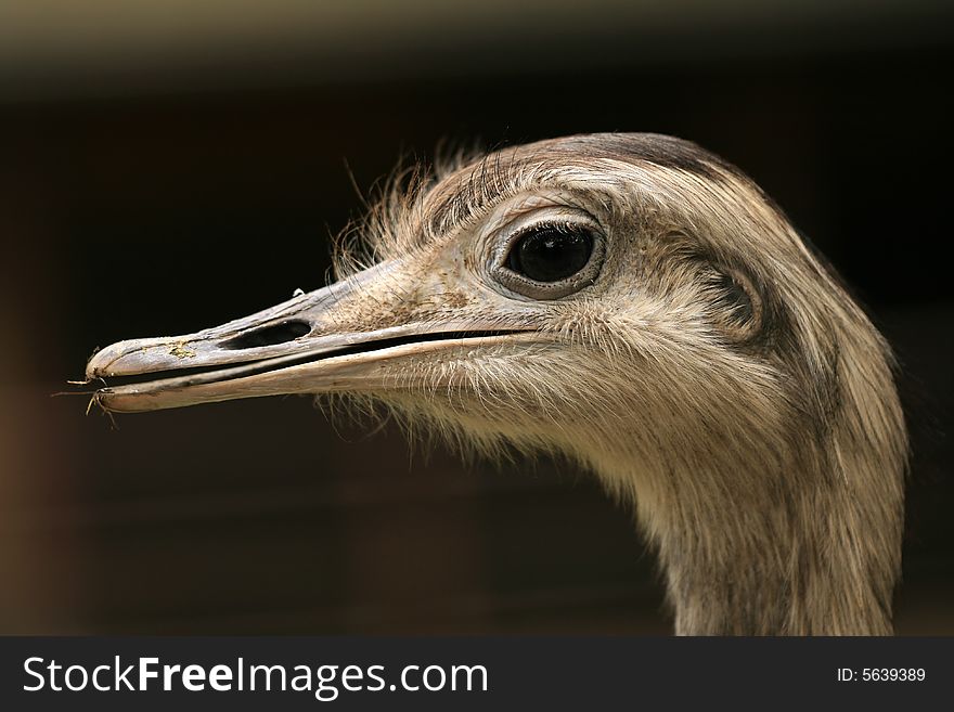 Closeup Of Ostrich Head