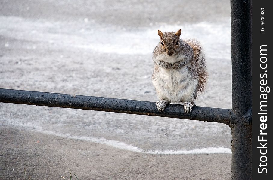 Squirrel sits on fence and acting like a model hoping to get a nut. Squirrel sits on fence and acting like a model hoping to get a nut