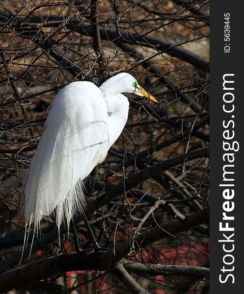 Great White Egret On Branch