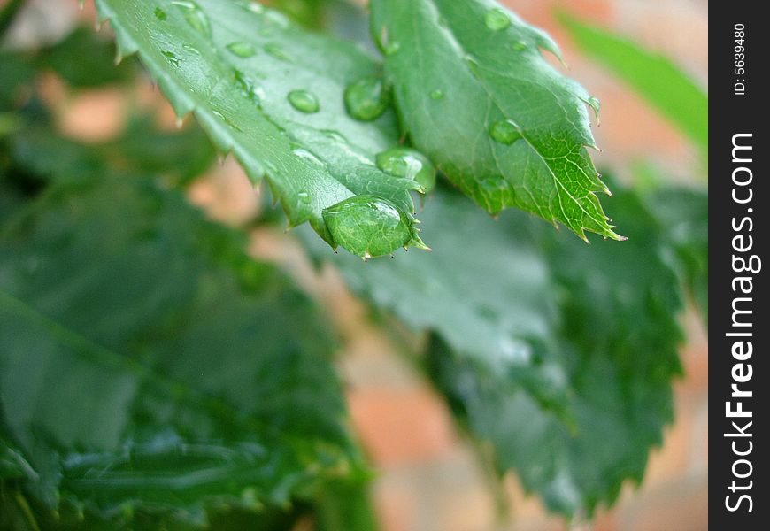 Water drop on the green leaf