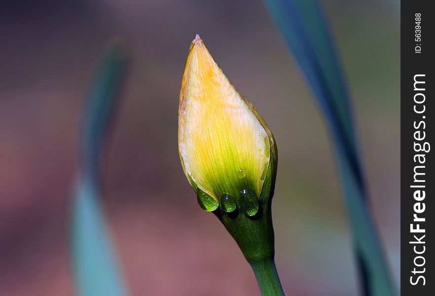 Bud of tulip and morning dew on it