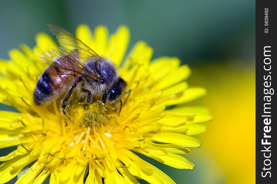 Close-up of bee  strewed with pollen