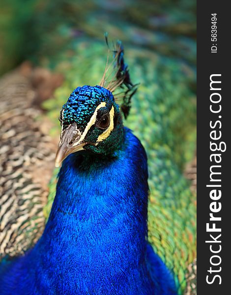 Close-up of beautiful peacock. Close-up of beautiful peacock