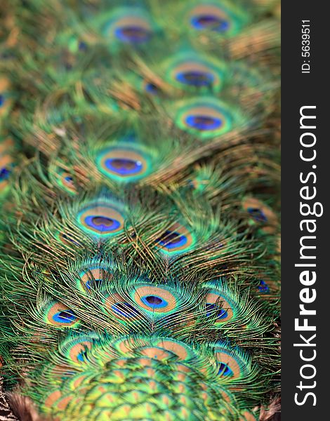 Background of colorful plumage of peacock