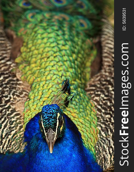 Close-up of beautiful peacock. Close-up of beautiful peacock