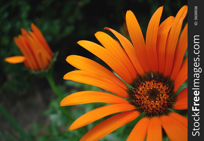 Beautiful Orange Flower