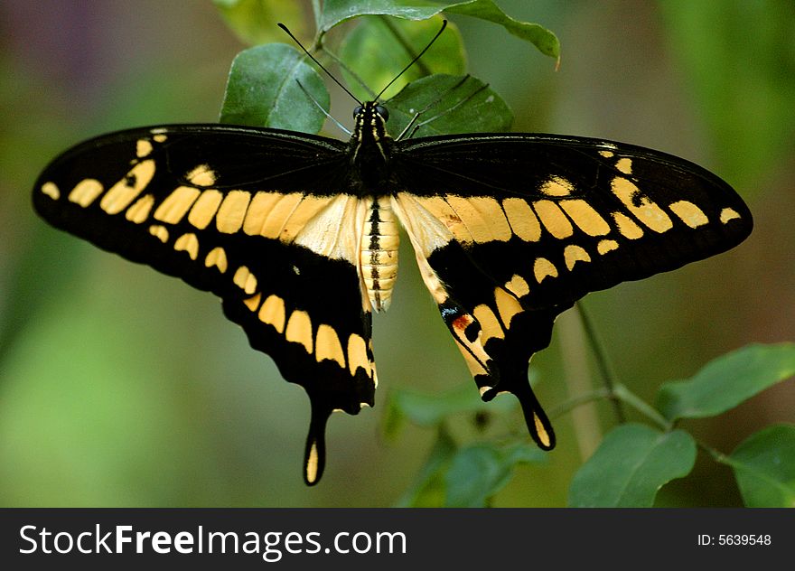 Macro image of a swallow tail butterfly. Macro image of a swallow tail butterfly
