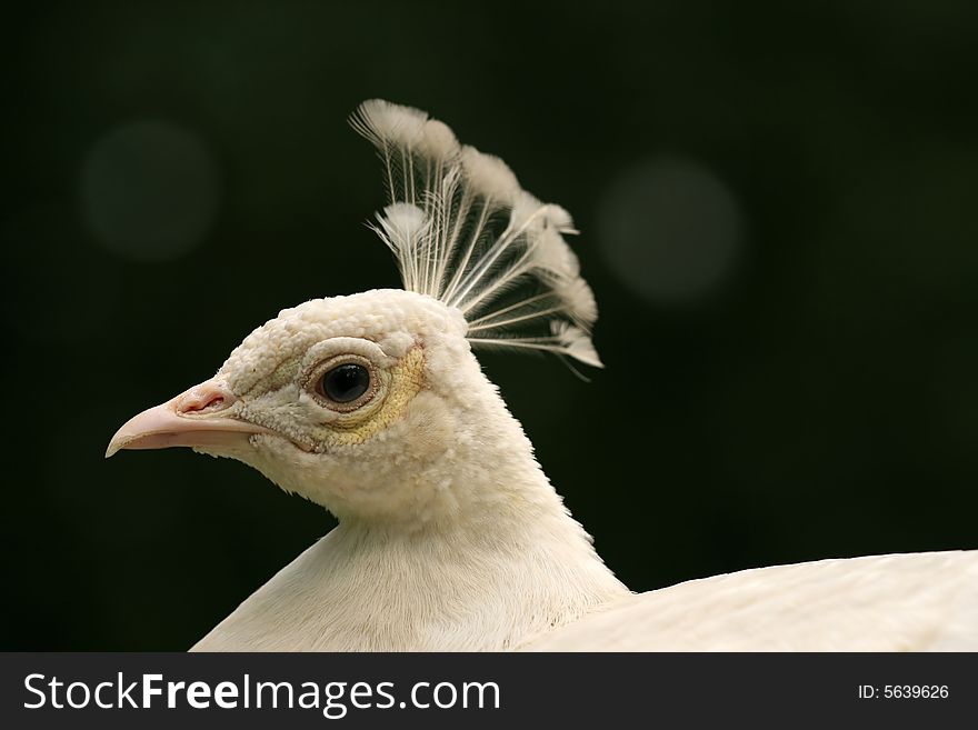 Portrait Of White Peacock