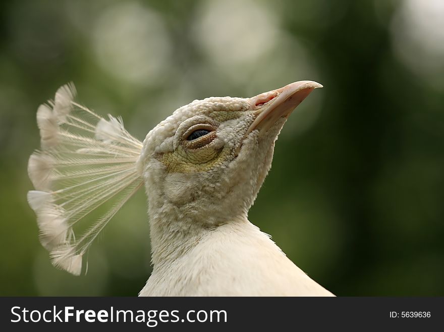 Portrait of white peacock