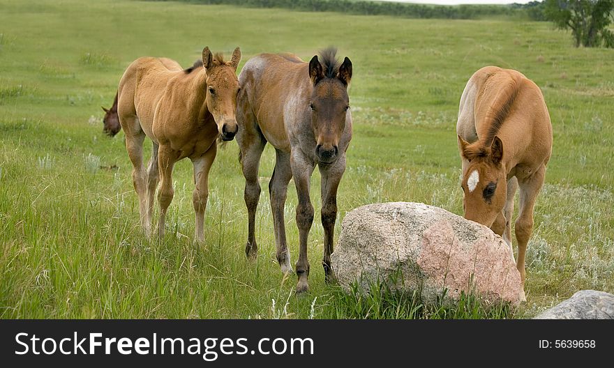 Three quarter horse foals in green pasture