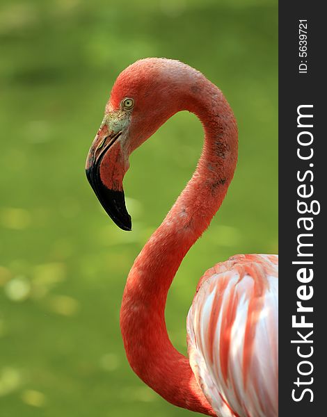 Portrait of flamingo (closeup with shallow depth of field)