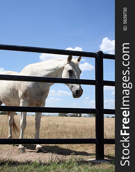 A white horse stands alone behind a gate looking caged in behind the bars. A white horse stands alone behind a gate looking caged in behind the bars.
