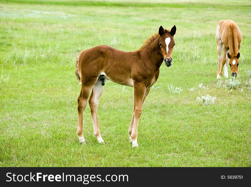 Quarter Horse Foal