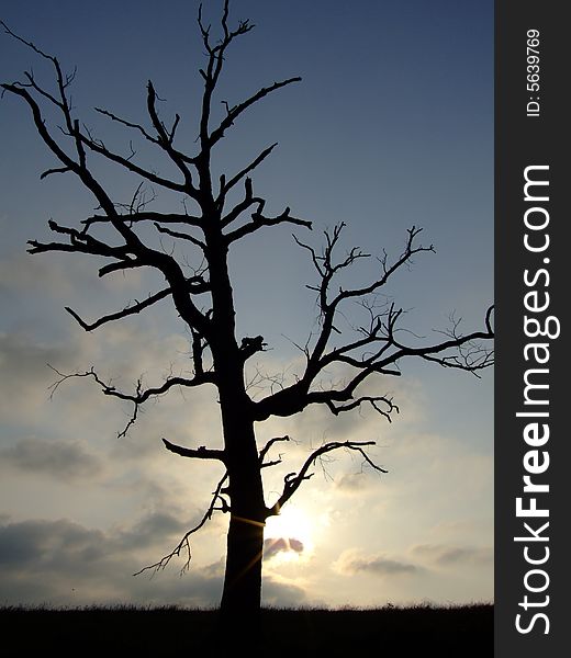 Lone wicked dead tree with sunsetting behind it. Lone wicked dead tree with sunsetting behind it