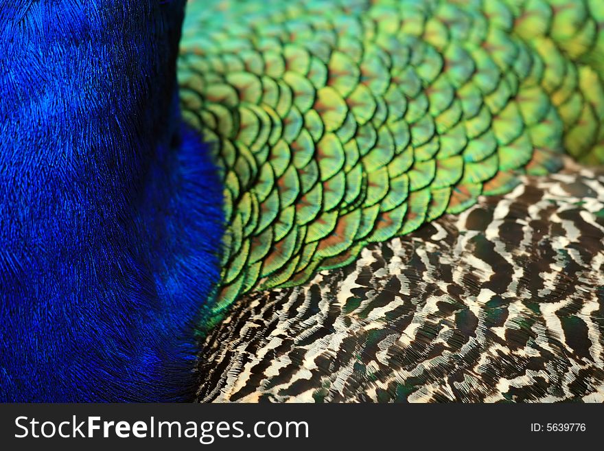 Abstract colorful background of peacock plumage. Abstract colorful background of peacock plumage